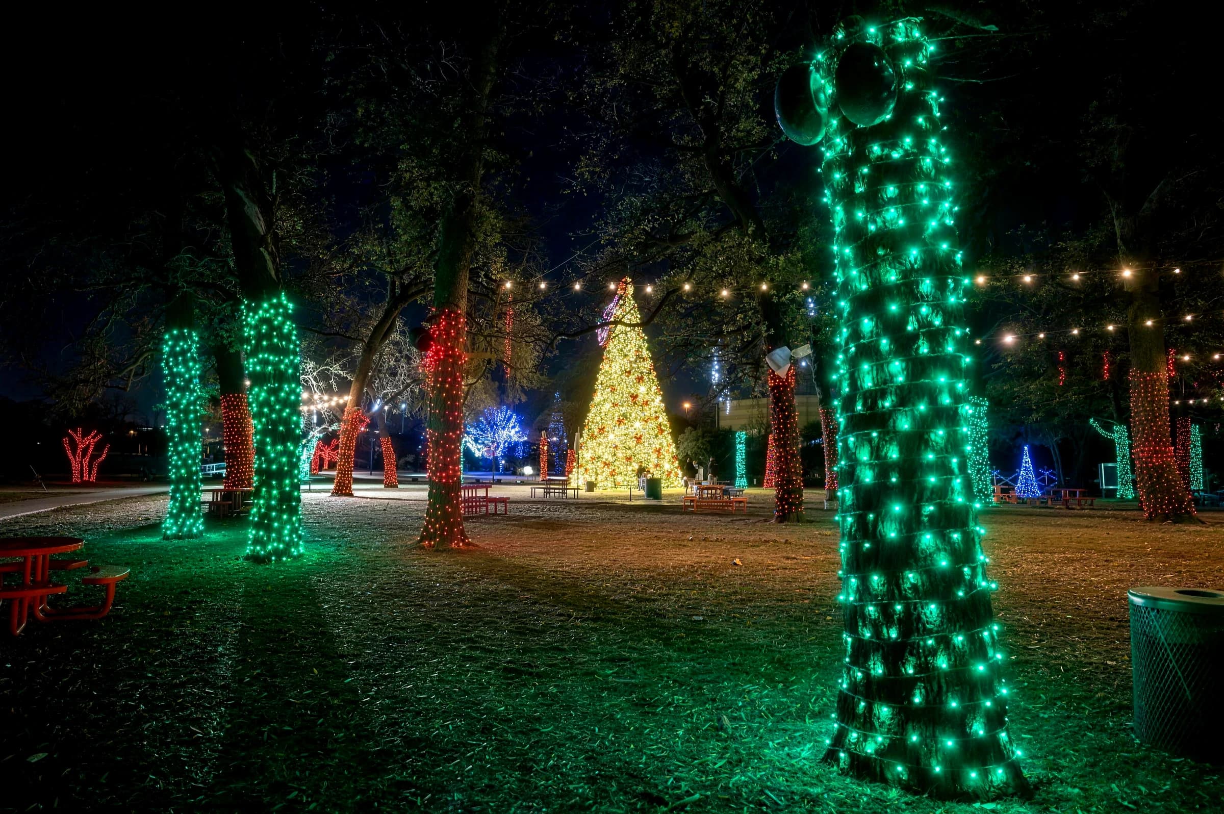 Mature trees along a community drive with trunks and limbs fully wrapped in warm white lights, a lit tree and building beyond