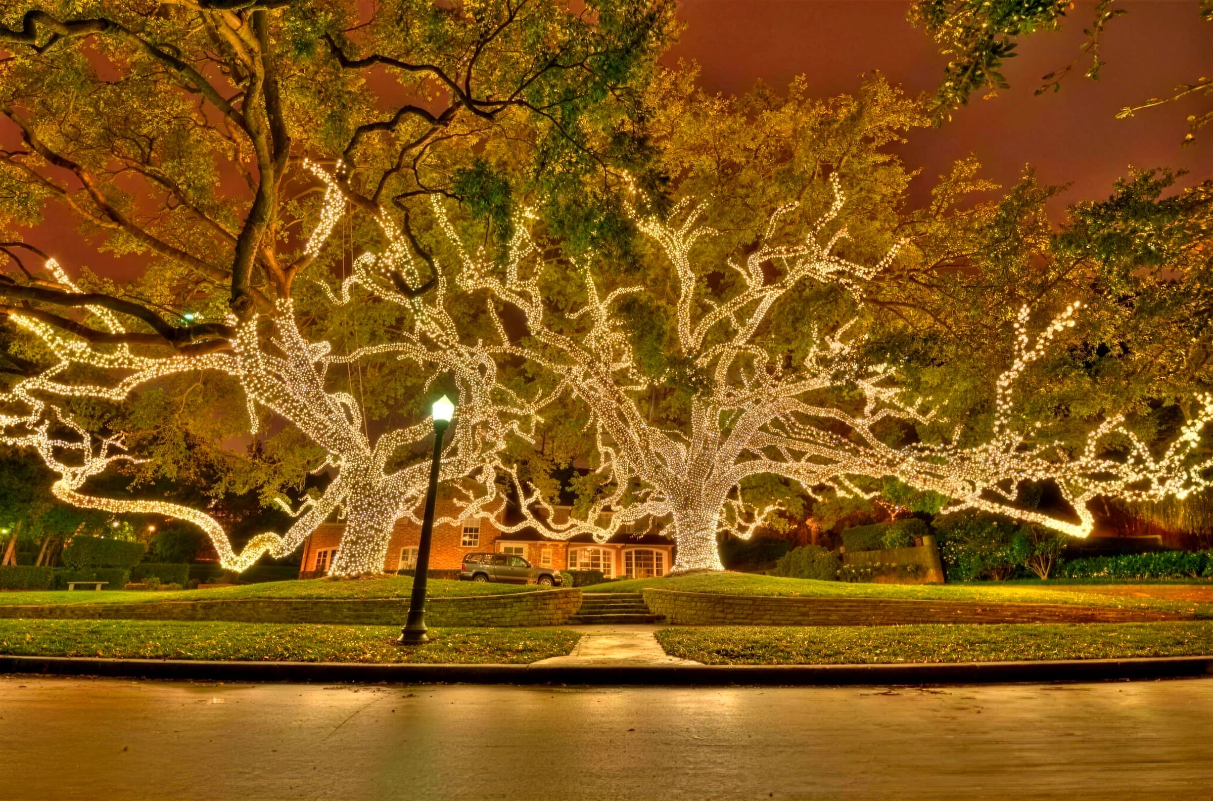 Enormous Southern live oak with every major limb wrapped in warm white lights glowing against a night sky
